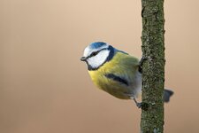 comp_DSC_2813_Blaumeise.jpg