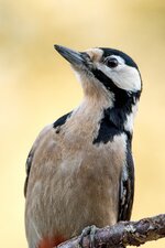 comp_DSC_1407_Buntspecht.jpg