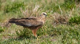 comp_DSC_2904-Bearbeitet.jpg