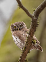 D85_2526-4.jpg