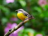 Bananaquit.jpg