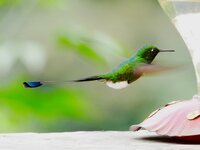 Racket-Tailed Puffleg.jpg