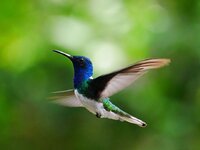 White-necked Jacobin.jpg