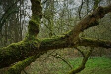 Baum_Darmstadt_DSC01356_DxO_jiw.jpg