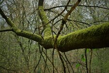 Baum_Darmstadt_DSC01357_DxO_jiw.jpg