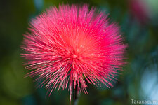 Calliandra_5845_1200_sRGB.jpg