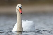 comp_DSC_2577_Höckerschwan.jpg