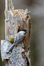 20190416-IMG_5784-b.jpg