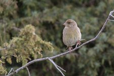 IMG_7573-convs.jpg