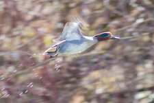 Ente-im-Flug--20190312-0483.jpg