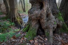 Baum_Darmstadt_DSC01274_DxO_jiw.jpg