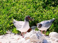 Swallow-tailed Gull.jpg