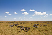 2012-10-09 Masai Mara 7D 186.jpg