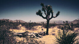 JoshuaTree-NP-0194.jpg