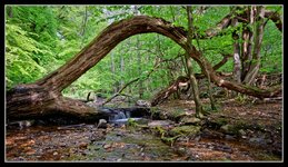 Taunus_DSC01848_DxO_jiw.jpg