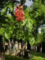 Judenfriedhof_Mainz_DSC01577_DxO_jiw.jpg