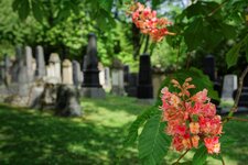 Judenfriedhof_Mainz_DSC01581_DxO_jiw.jpg