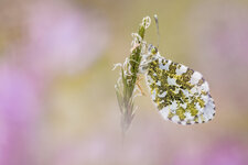 DSC_8868 - Kopie1.jpg