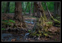 Baum_Darmstadt_DSC01468_DxO_jiw.jpg