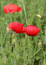 IMG_1580_DSLR.jpg