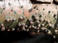 P8069540_crop_norm20_h-8_1024_s25_65std.jpg