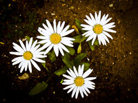 20130619-IMGP0222.JPG