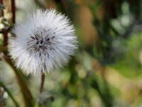 P8069716_crop2_norm12_c4h-8_1024_s25_65std.jpg