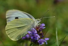 DSC_6748.jpg