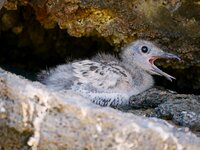 Swallow tailed gull 2.jpg