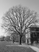 Baum_Darmstadt_DSC01236_DxO_jiw.jpg