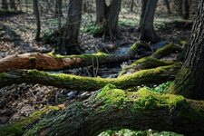 Baum_Darmstadt_DSC01222_DxO_jiw.jpg