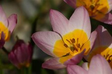 Botanischer Garten Augsburg 23.04.2019    (52).JPG