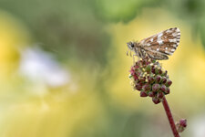 DSC_8580 - Kopie.jpg