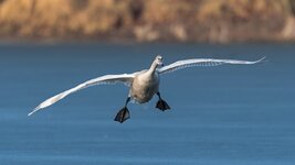 comp_DSC_1909_Höckerschwan.jpg