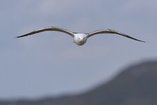 DSC_7060-Möwe.jpg