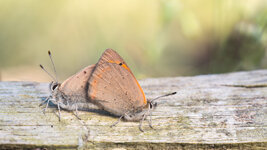 DSC_8253 - Kopie - Kopie - Kopie.jpg