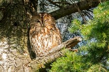 comp_DSC_4596_Waldkauz.jpg