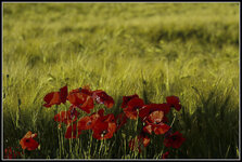 Mohn vor Gerste-05420.jpg