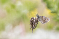 DSC_8961 - Kopie.jpg