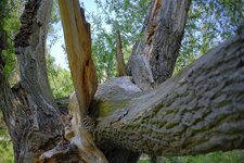 Baum1Ehleverkleinert.jpg