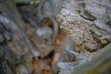 Baum2Ehleverkleinert.jpg