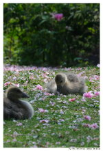 Wildg DSCF2339 rh k.JPG