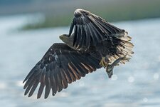 comp_DSC_7670_Seeadler.jpg