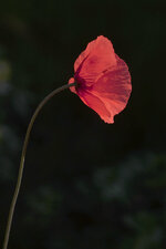 Mohn-Solo.jpg