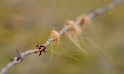 P1130602-rost-neu_3.jpg