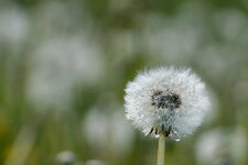 Pusteblume-nass.jpg