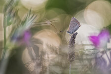 DSC_9081 - Kopie.jpg