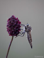 Raubfliege_2013-08-03.jpg