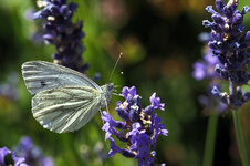 Kohlweißling.jpg