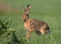 forumIMG_3636hase.jpg